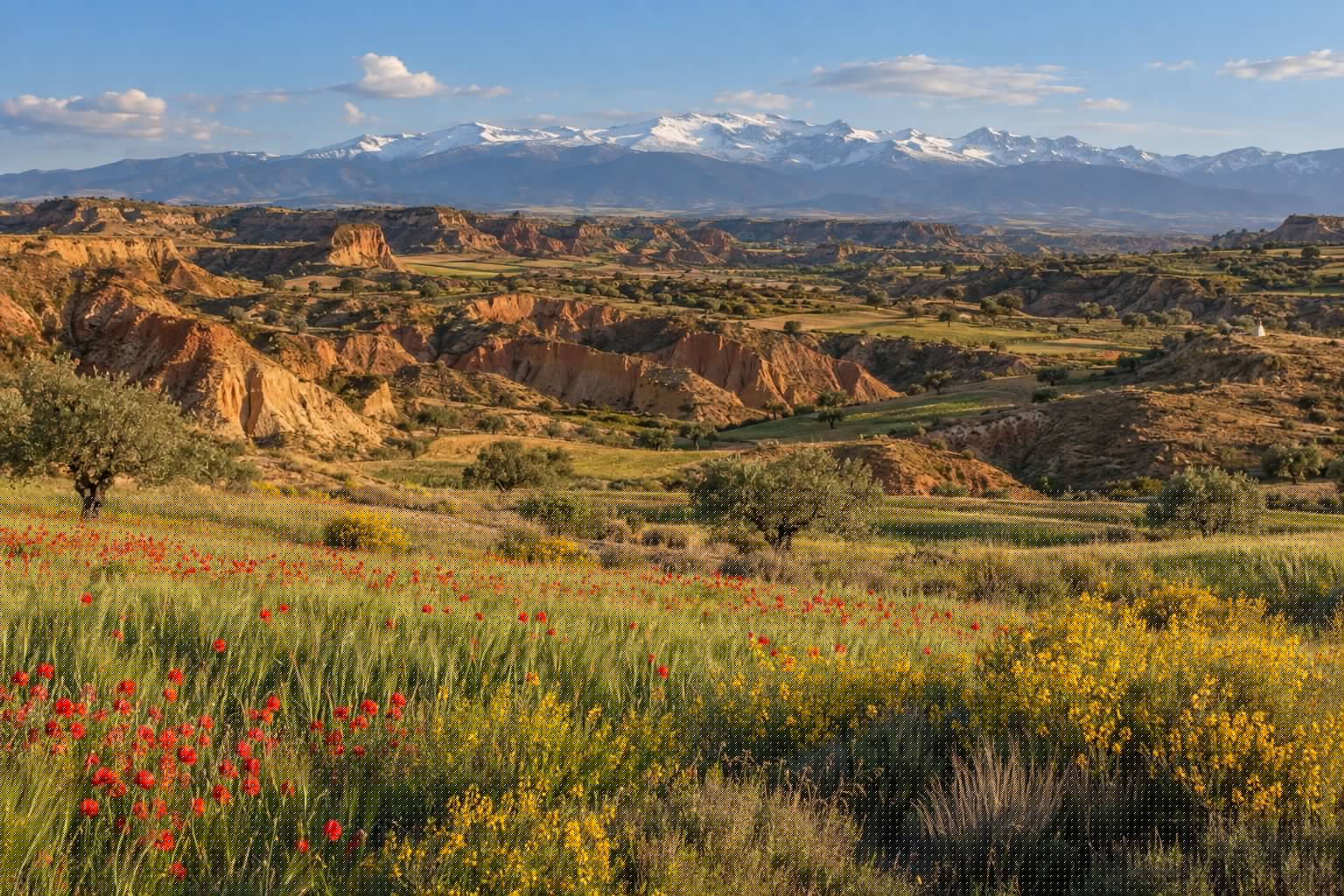 Campos verdes con amapolas y cárcavas ocres en el altiplano de Guadix en primavera, con Sierra Nevada nevada al fondo (imagen ilustrativa)