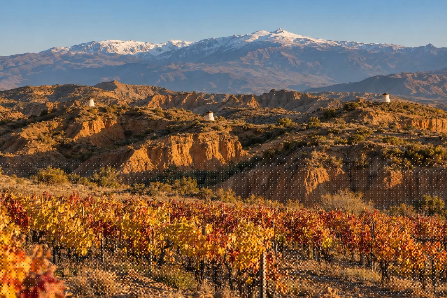 Viñedo otoñal en el altiplano de Guadix con cárcavas de arcilla ocre, chimeneas blancas de casas cueva asomando del terreno y Sierra Nevada al fondo (imagen ilustrativa)