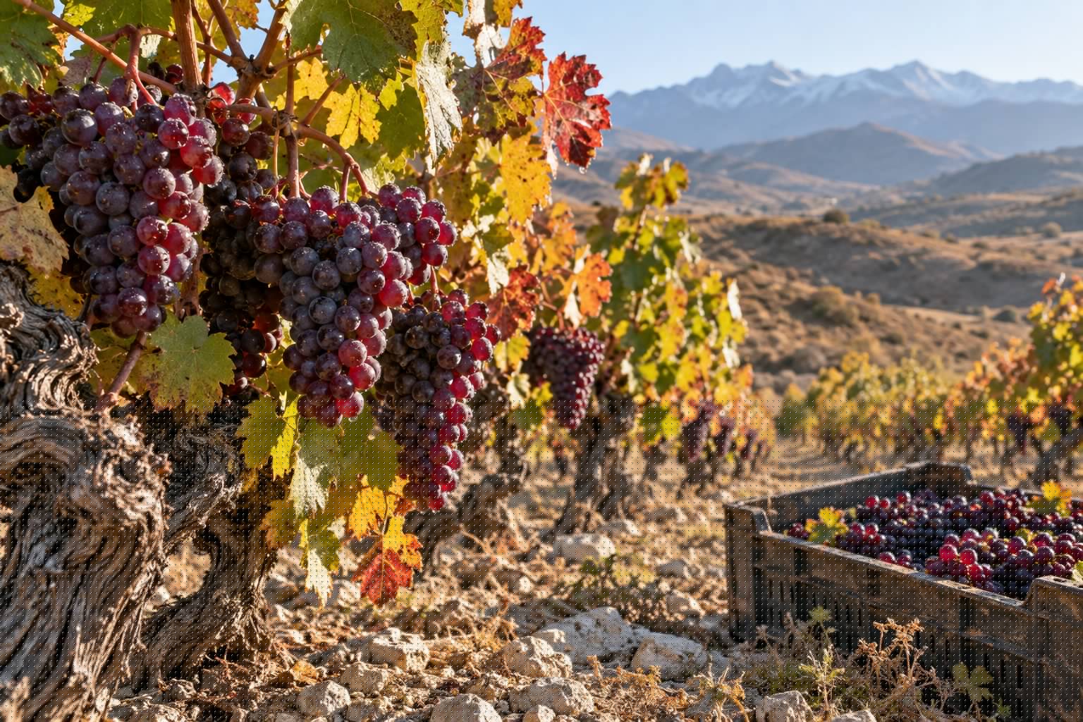 Casas cueva en Guadix: vino de altura y descanso bajo tierra 2 Racimos de uva tinta madura con rocío en una viña de altura del Altiplano, junto a una caja de vendimia sobre suelo pedregoso