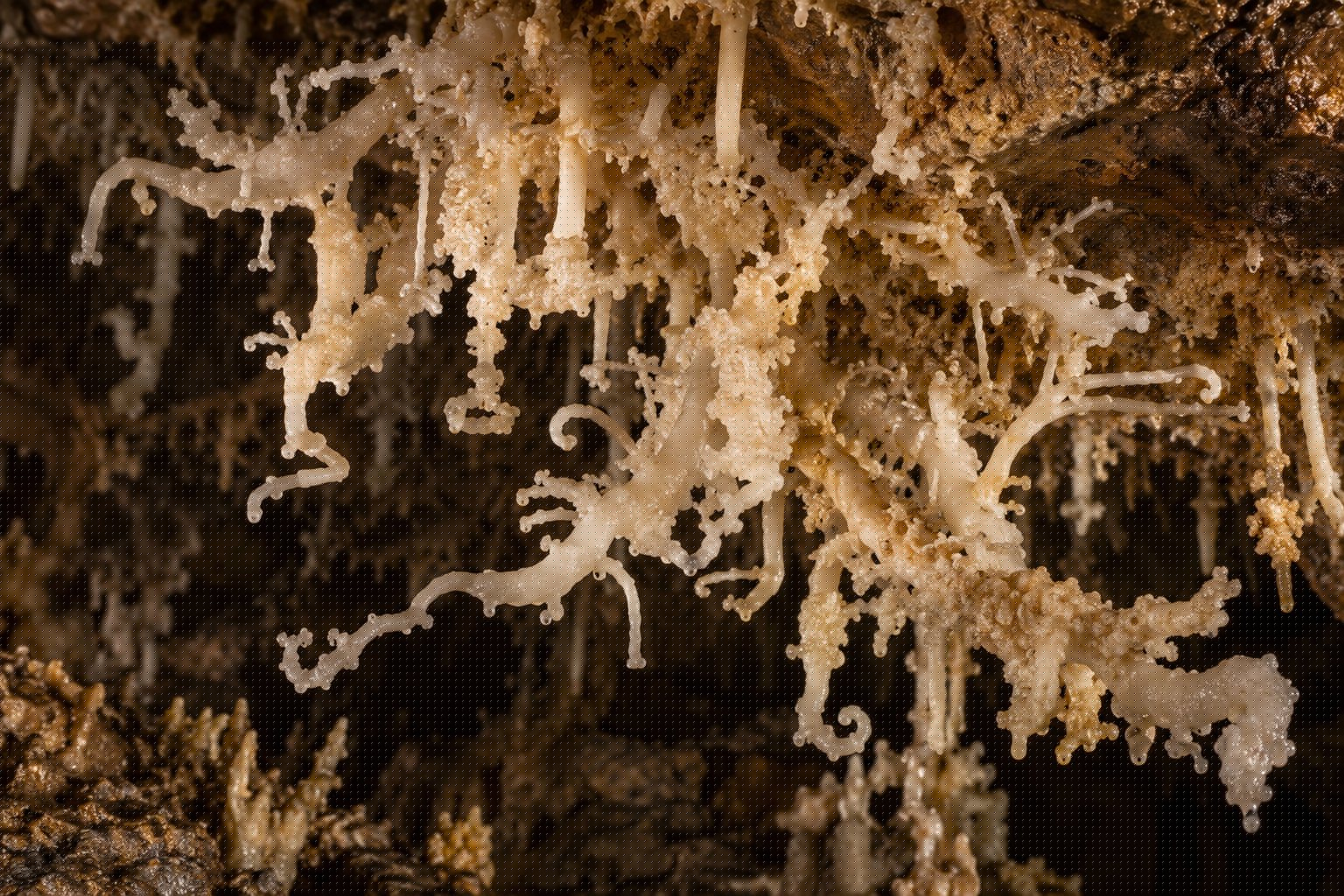 Estalactitas excéntricas blancas que se retuercen y ramifican en todas direcciones dentro de una cueva caliza, parecidas a corales